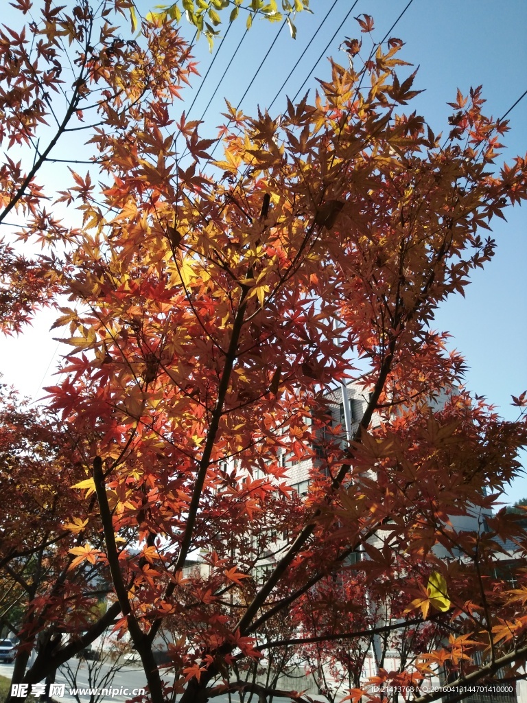 枫树