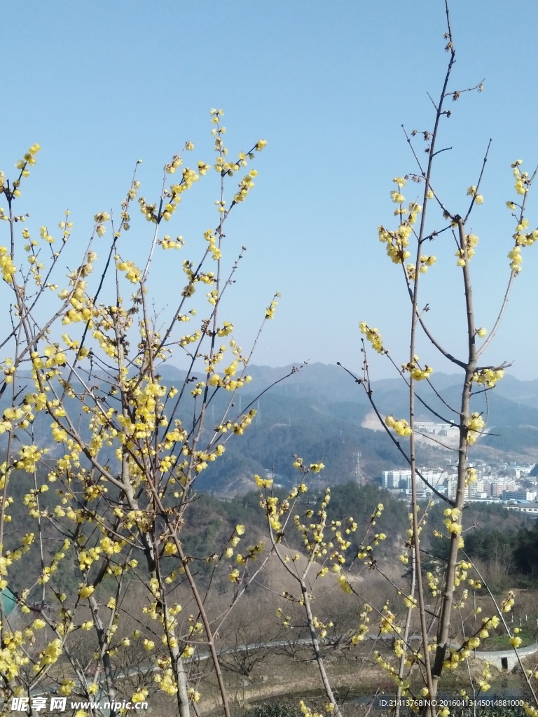 腊梅