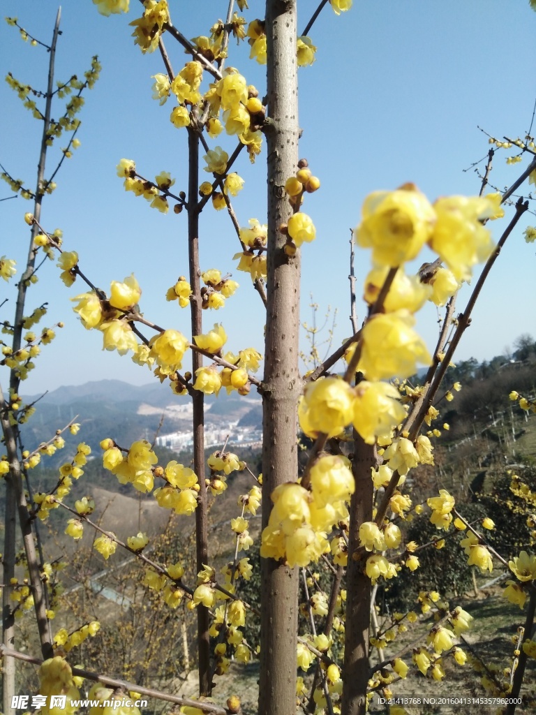 腊梅
