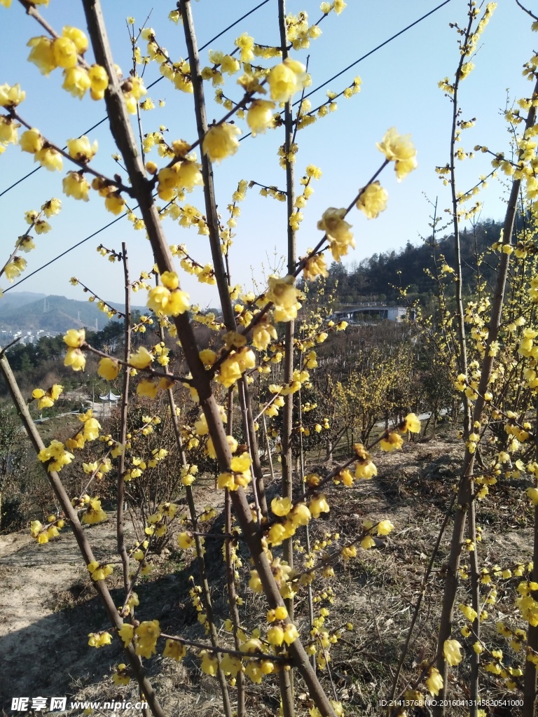 腊梅