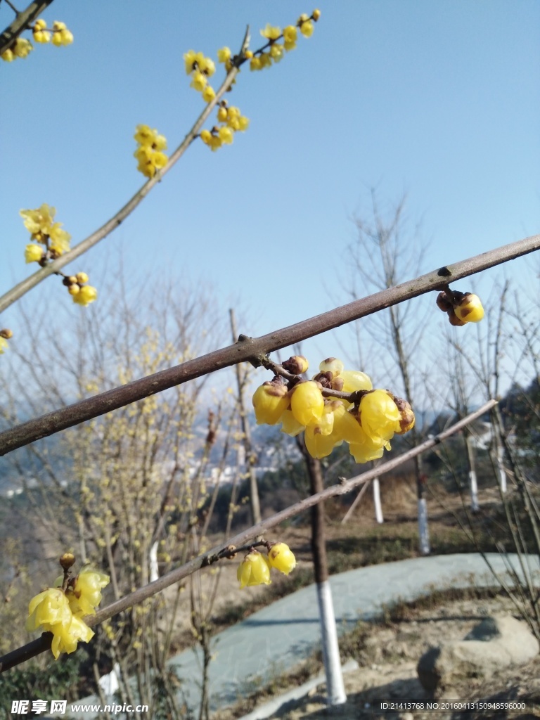 腊梅