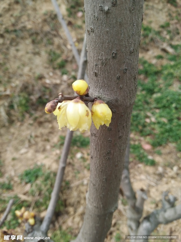腊梅