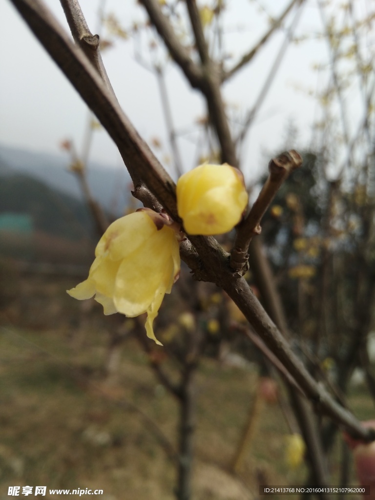 腊梅