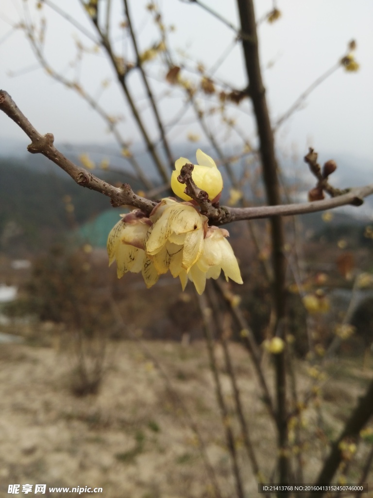 腊梅