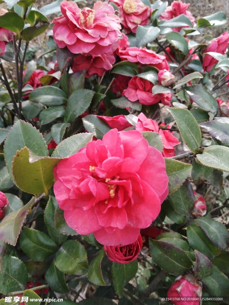茶花