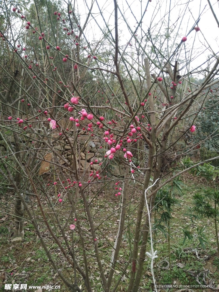 桃花树