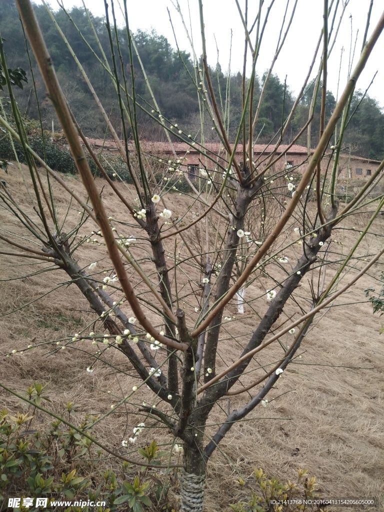 樱花树