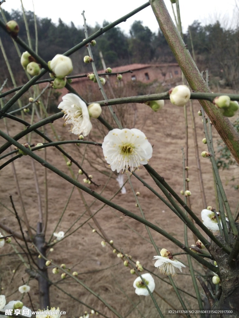 樱花
