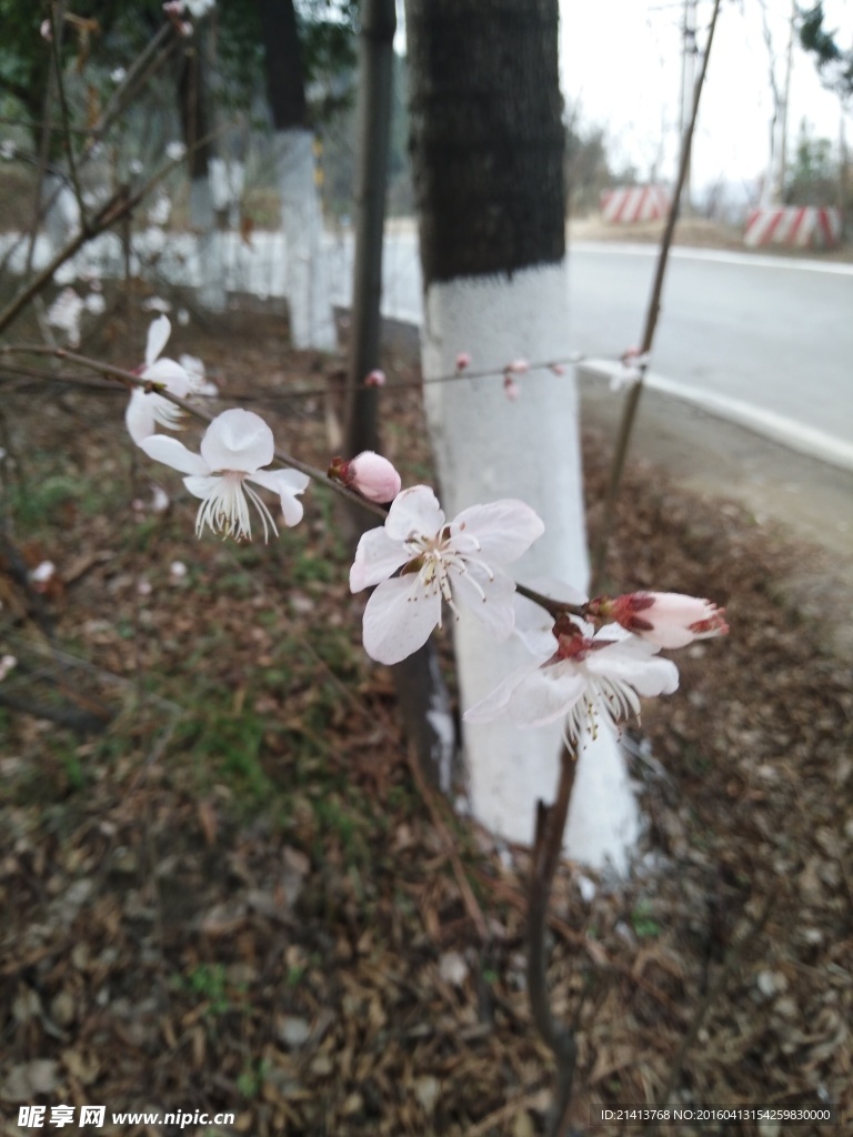 樱花
