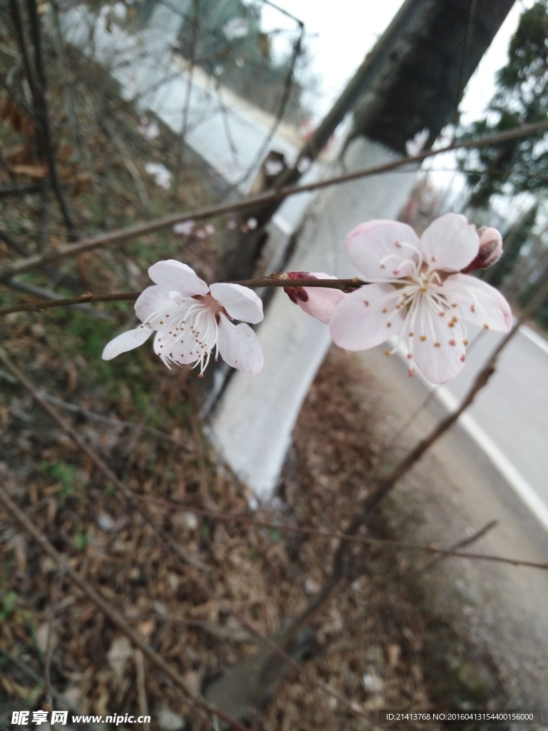樱花