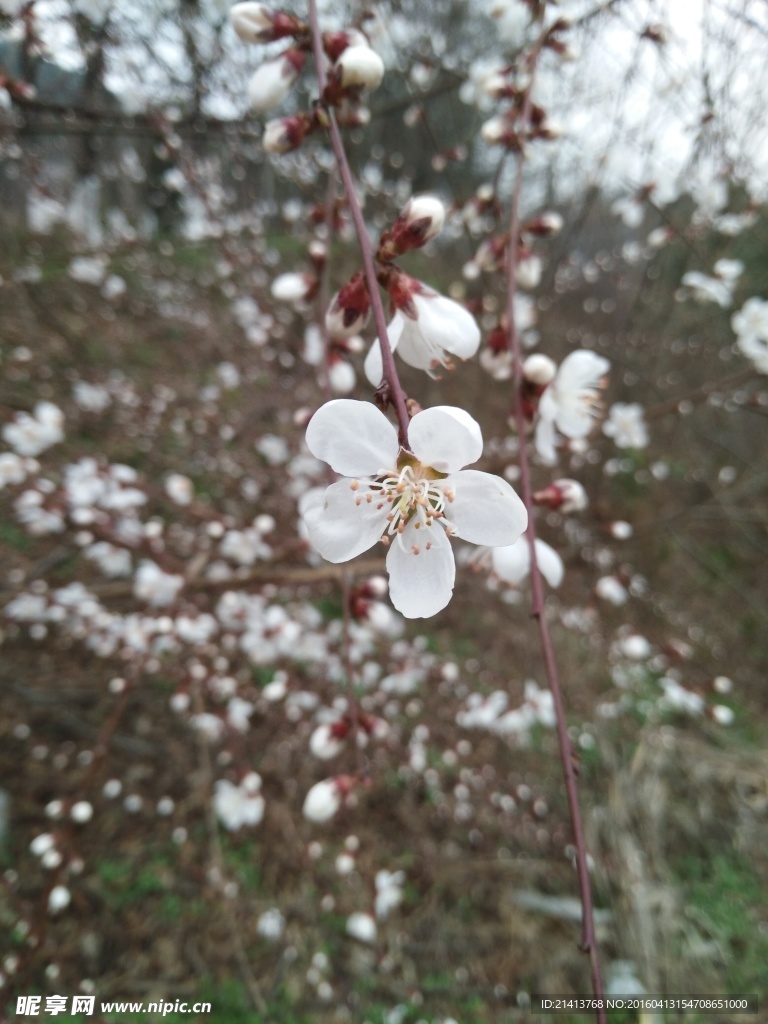 樱花