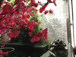 桂林桃花