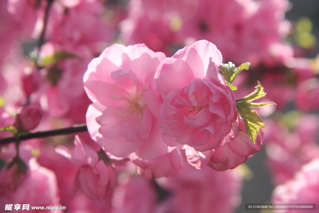 桃花