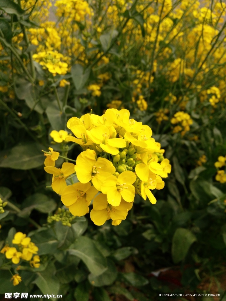油菜花
