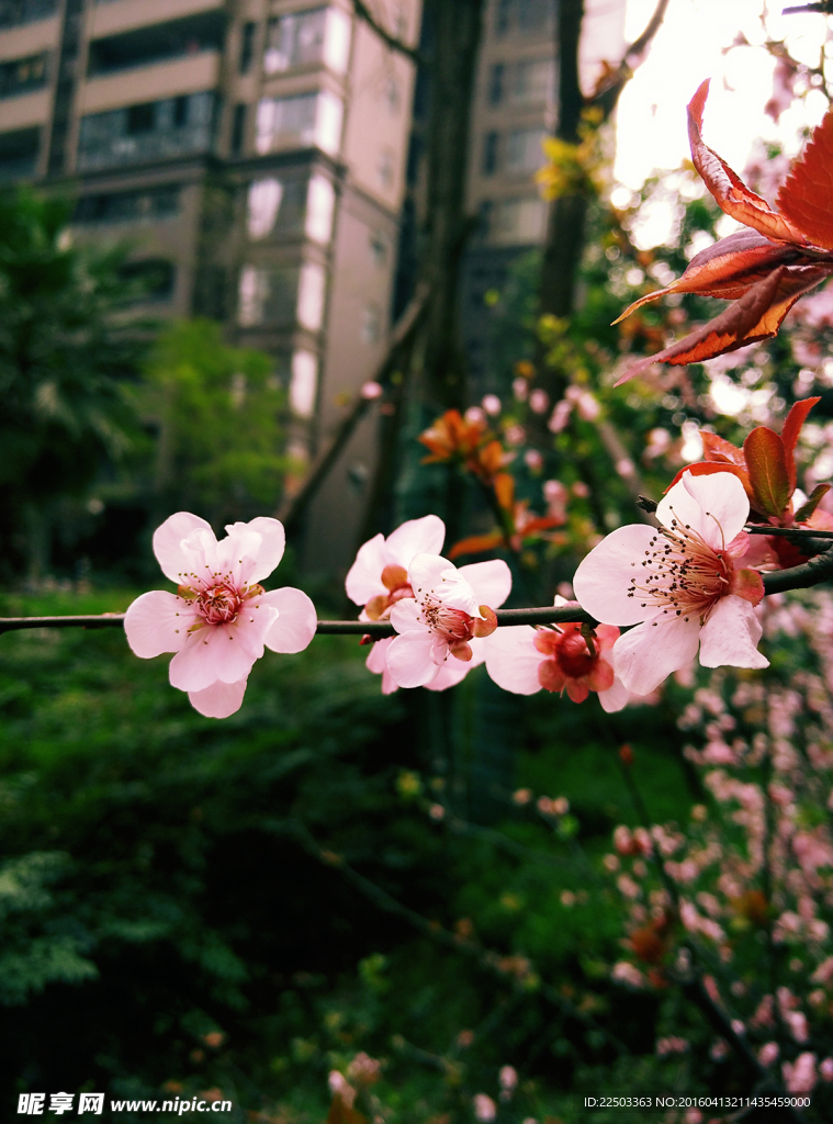 桃花