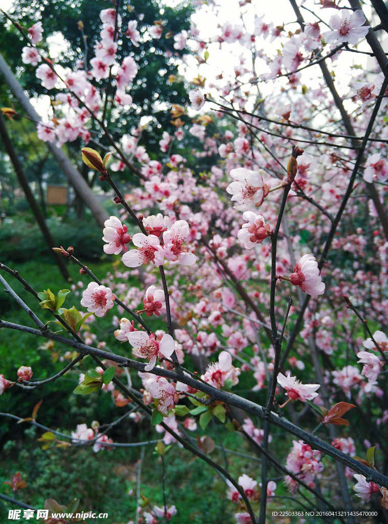 桃花