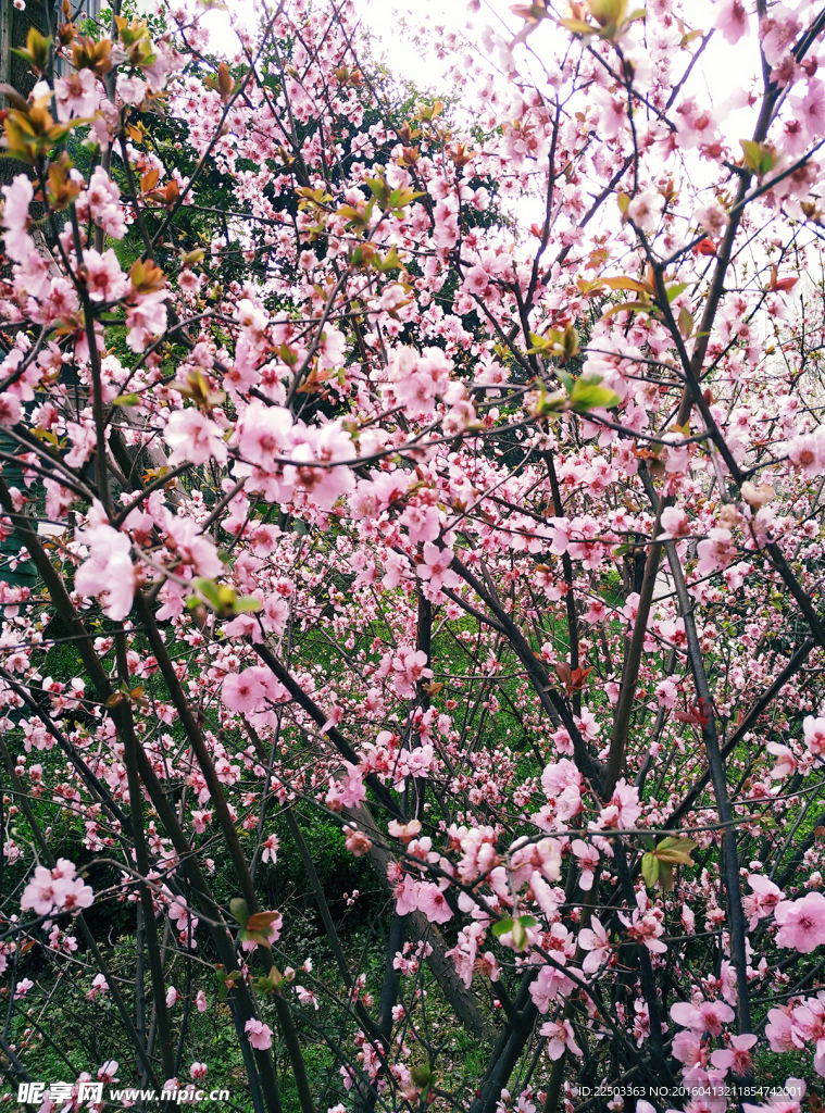 桃花