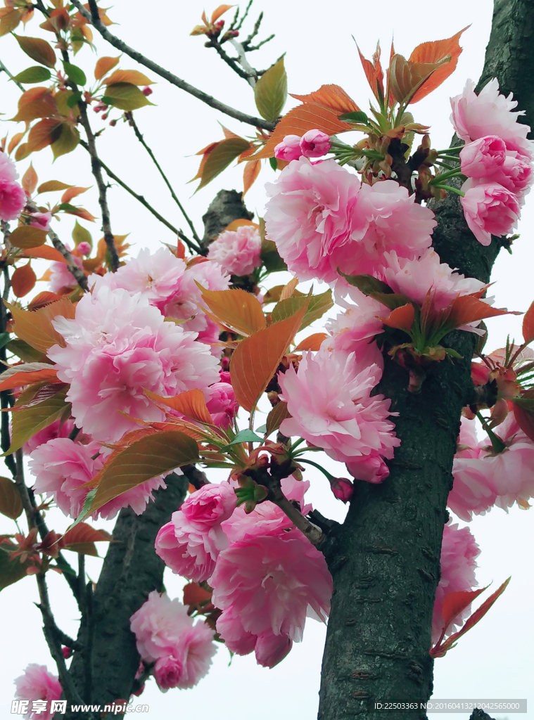 樱花