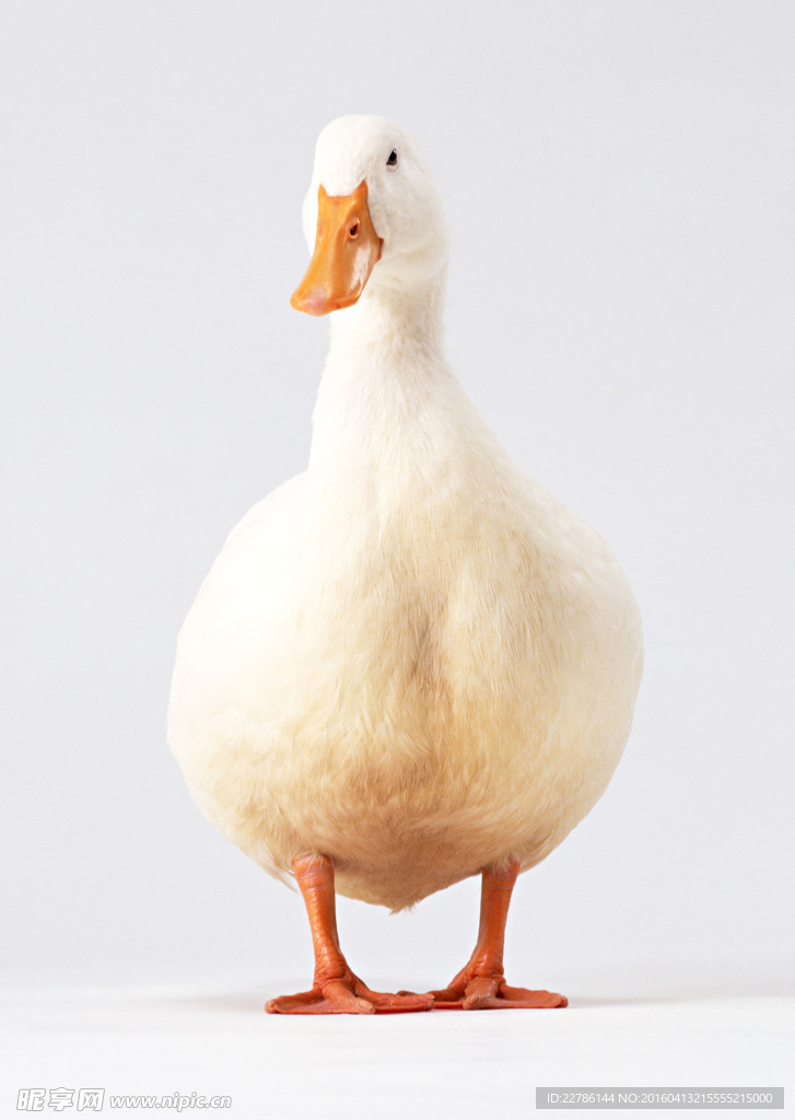 大白鸭