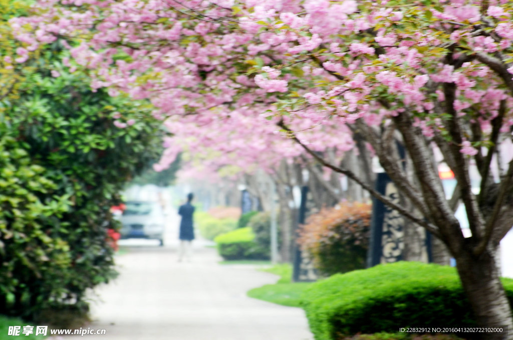 樱花道