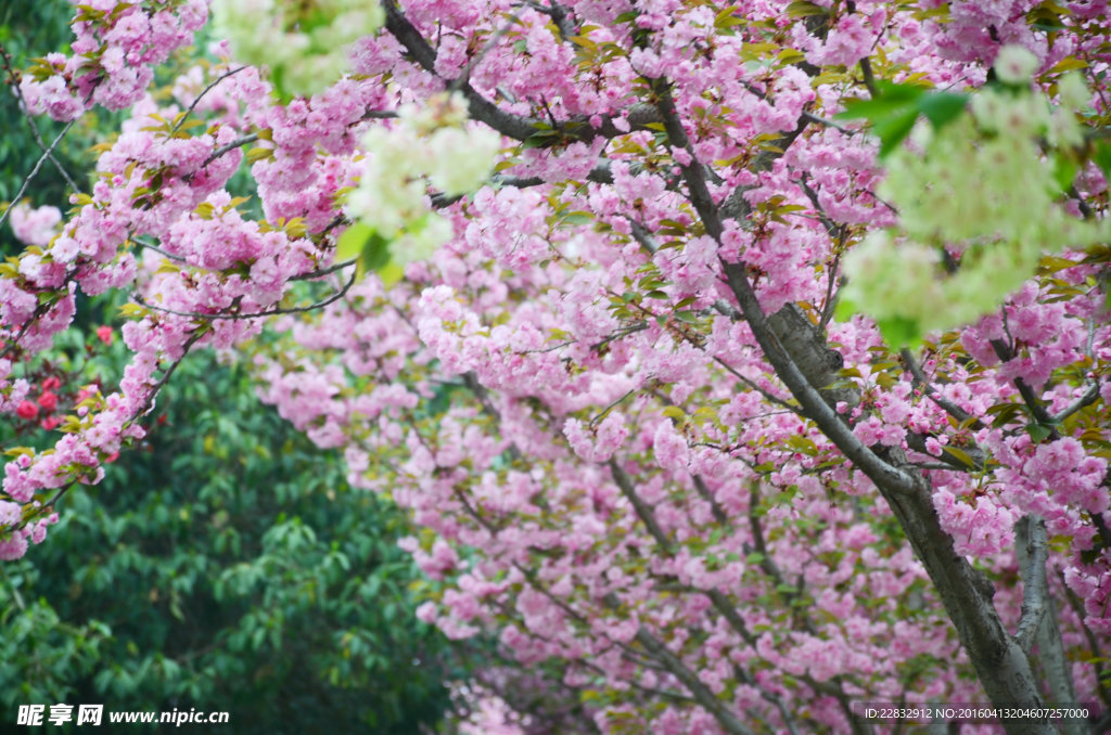 樱花烂漫