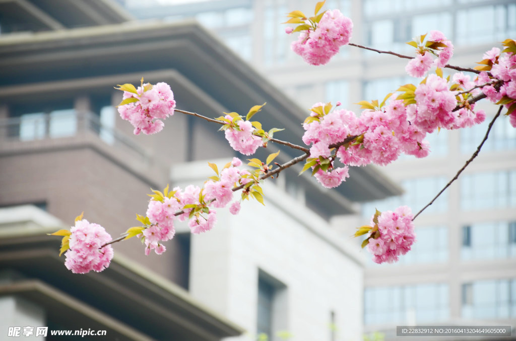 樱花