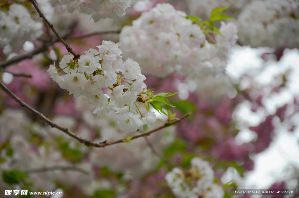 樱花