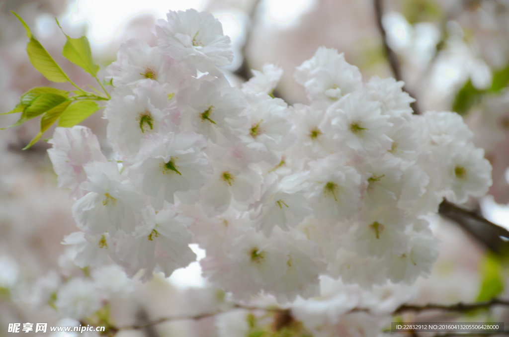 樱花