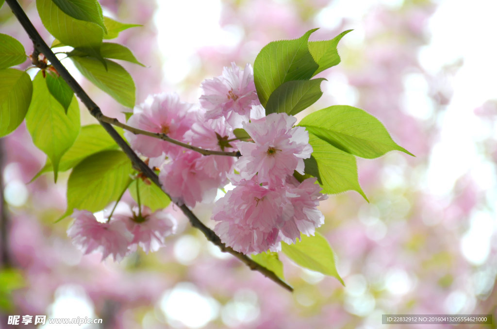 樱花