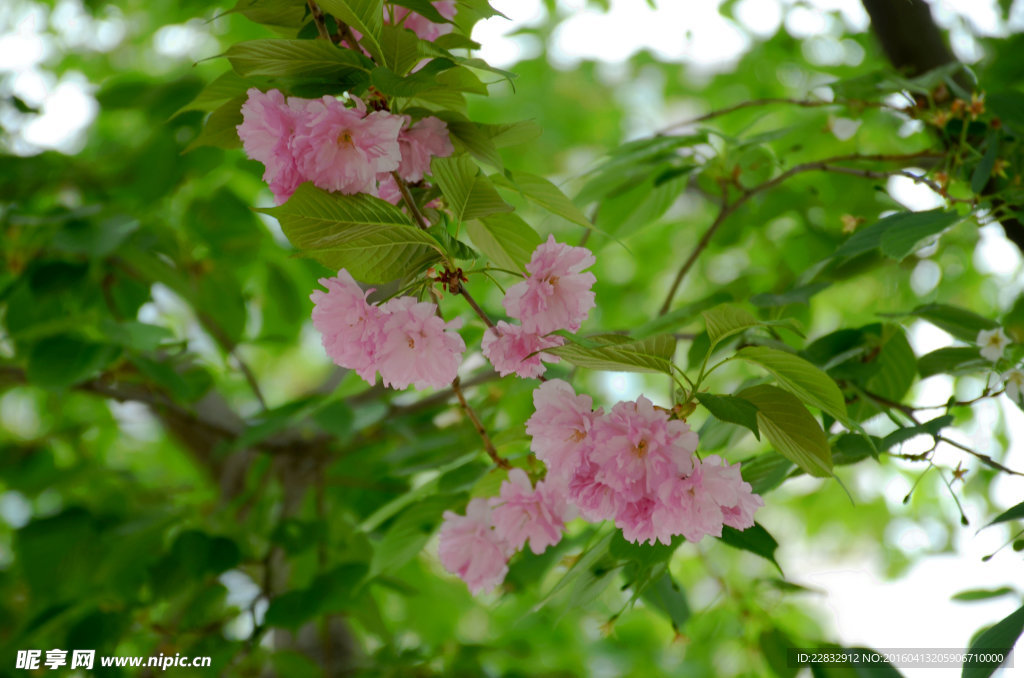 樱花