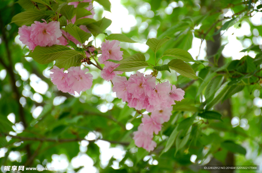 樱花