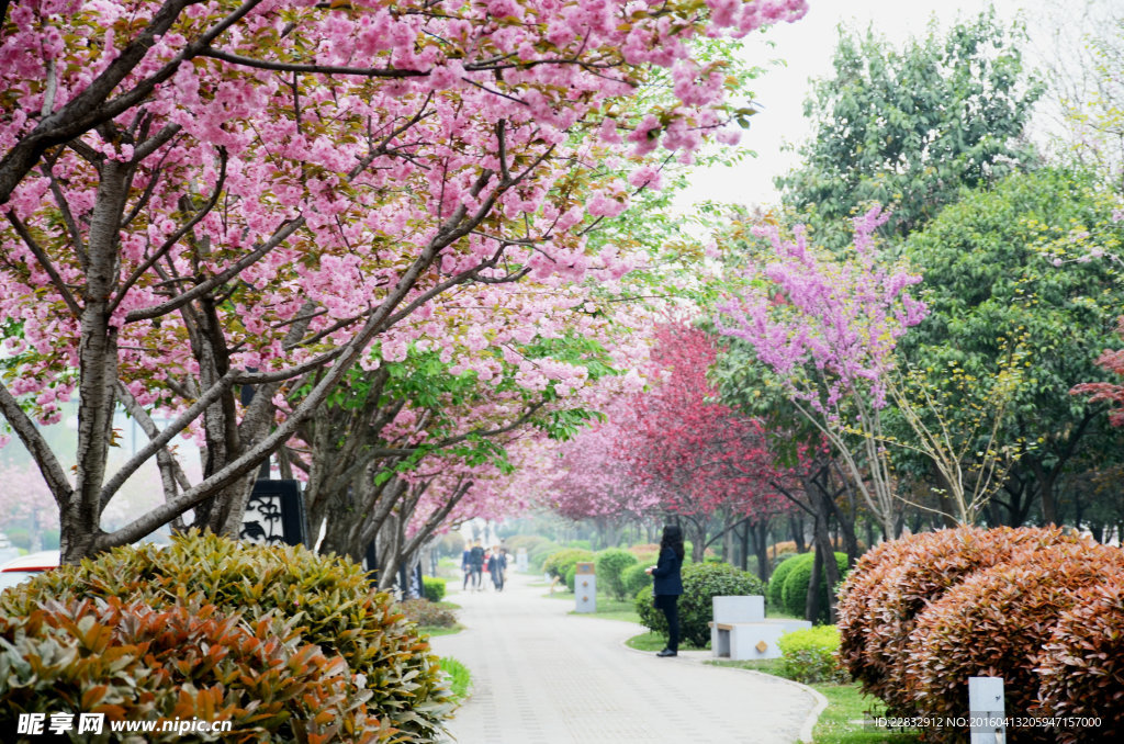 樱花道