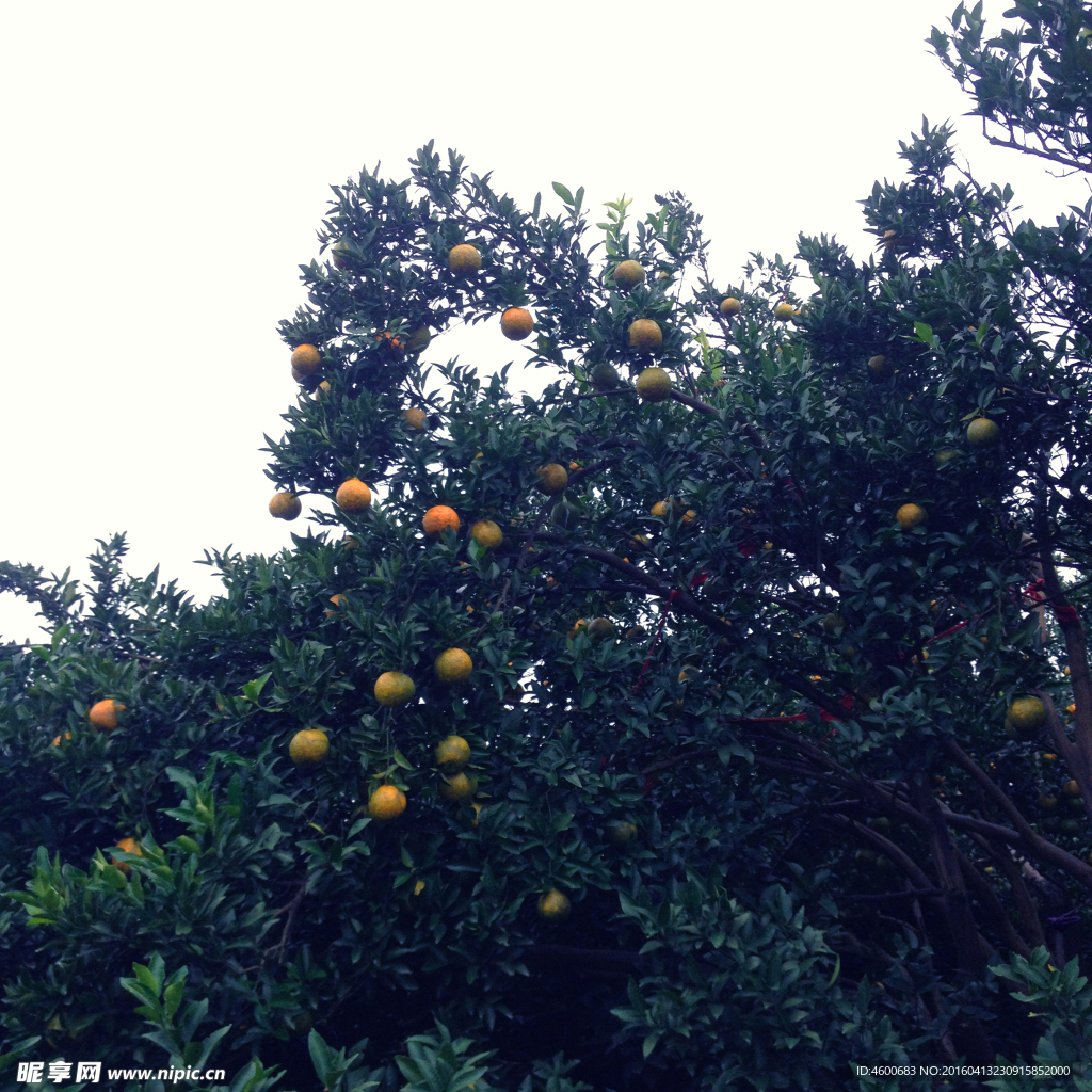 田野椪柑树木风光景色