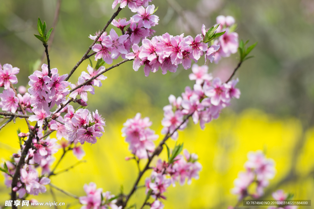 桃花