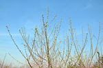 山桃花树