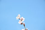 山桃花