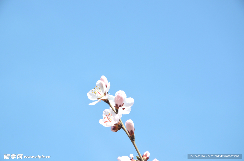 山桃花