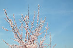 桃花树