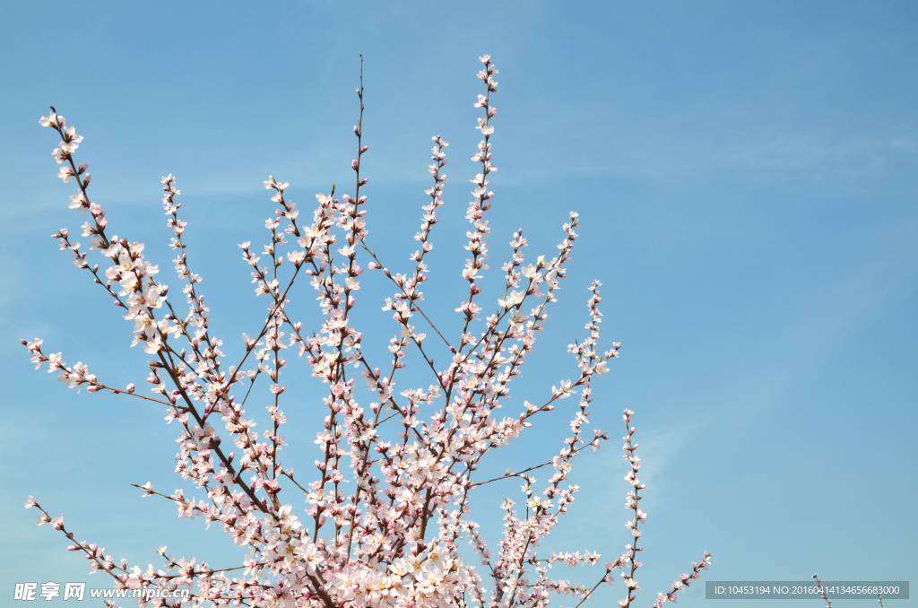 桃花树