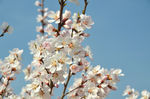 山桃花