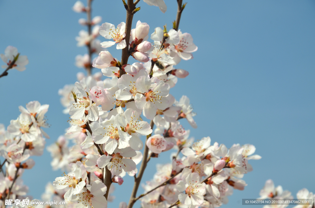 山桃花