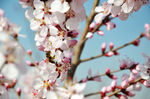 山桃花