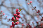 梅花
