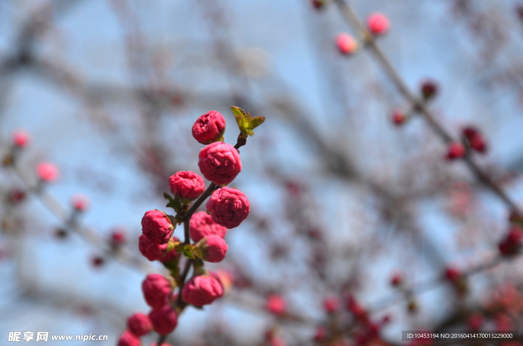 梅花