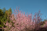 山樱花