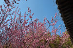 山樱花