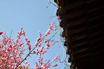 山樱花