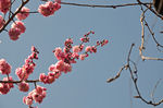 山樱花