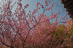 山樱花