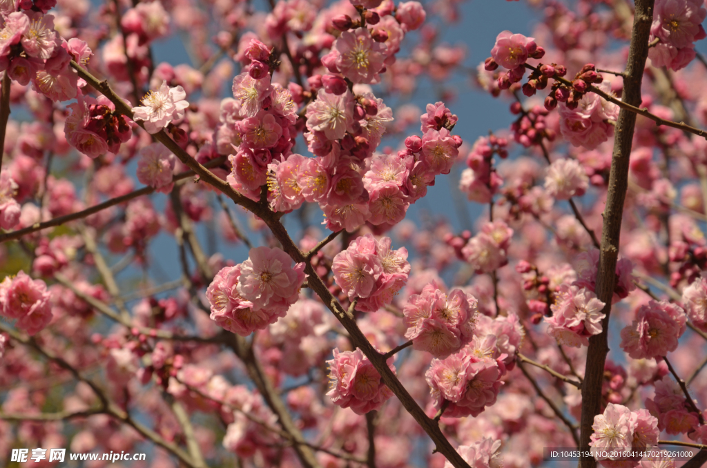 樱花树